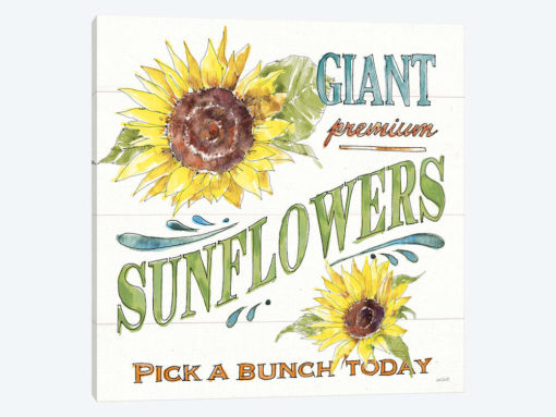Sunflower Fields IV