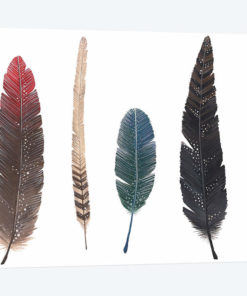 Feathers I