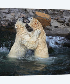 Lovers