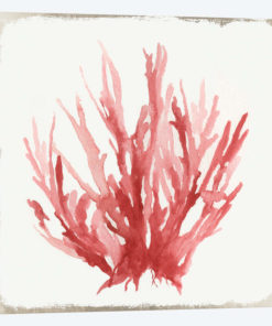 Red Coral I