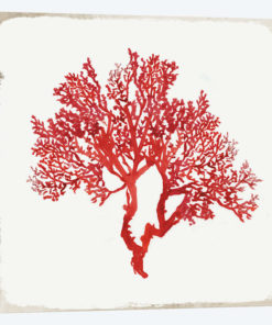 Red Coral II