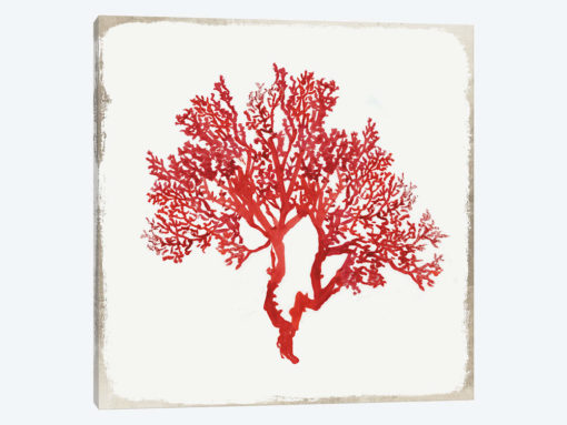Red Coral II