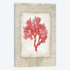 Red Coral III