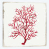 Red Coral IV