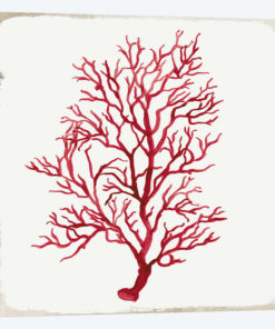 Red Coral IV