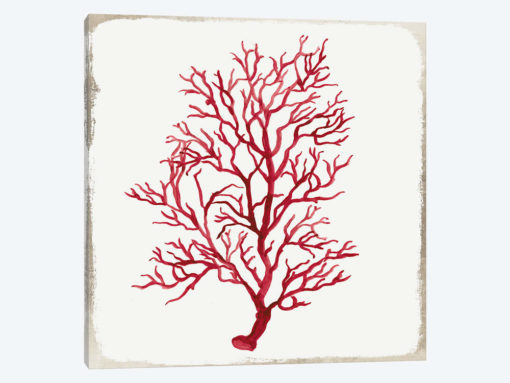 Red Coral IV