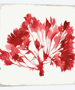 Red Coral VI