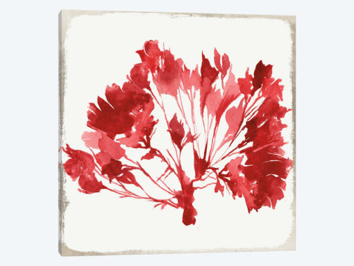 Red Coral VI