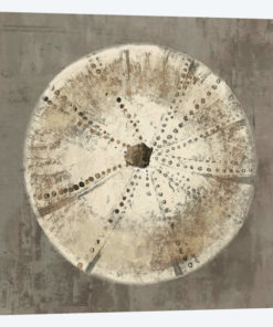 Sand Dollar I