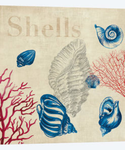 Shell Study
