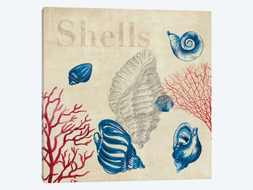 Shell Study