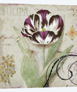 Tulipa II