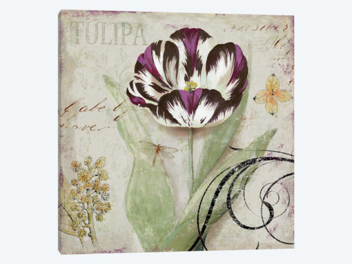 Tulipa II