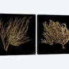 Gold Coral Diptych