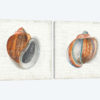 Seashell Portrait Diptych