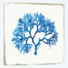 Blue Coral II