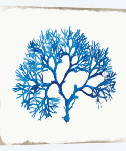 Blue Coral II