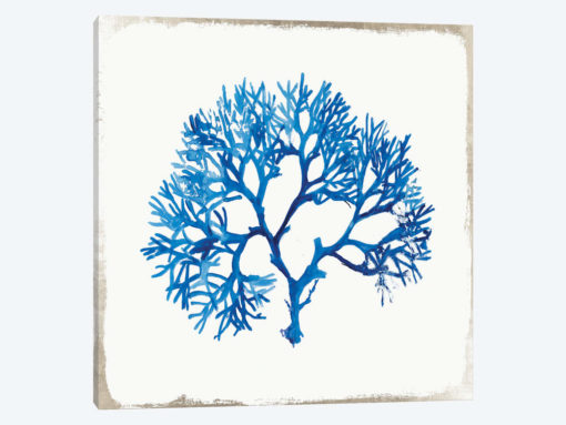 Blue Coral II