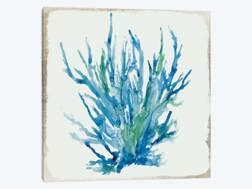 Blue Coral IV