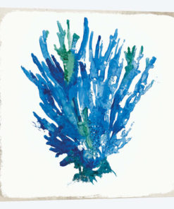 Blue Coral V