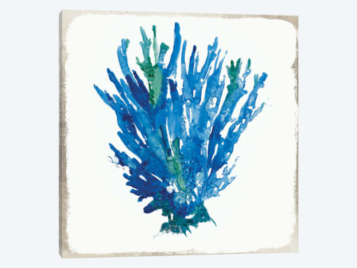 Blue Coral V