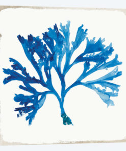 Blue Coral VI