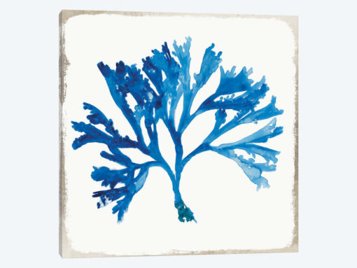Blue Coral VI