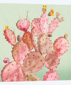 Pink Cacti