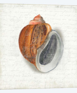 Seashell Portrait I