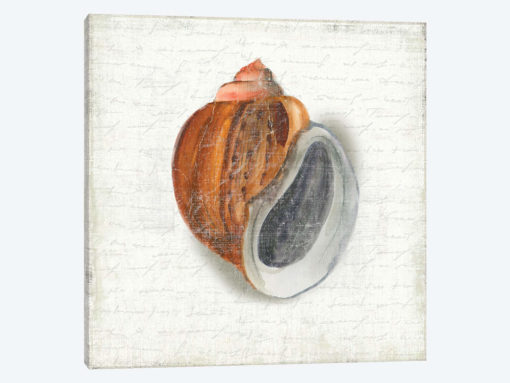 Seashell Portrait I