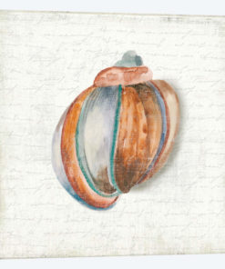 Seashell Portrait II