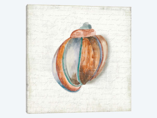 Seashell Portrait II