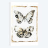 Butterfly Wings