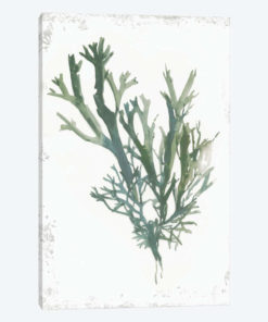 Emerald Coral I