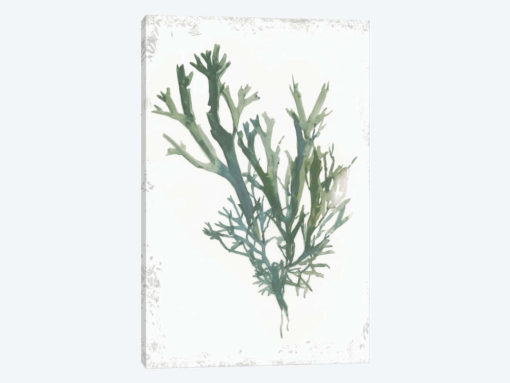 Emerald Coral I