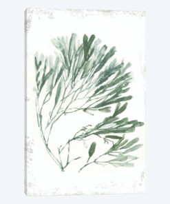 Emerald Coral II