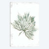 Emerald Coral III