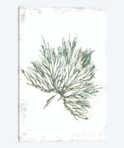 Emerald Coral III