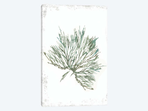 Emerald Coral III