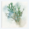 Green Coral I