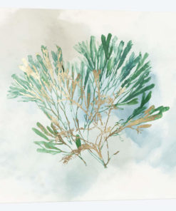 Green Coral III