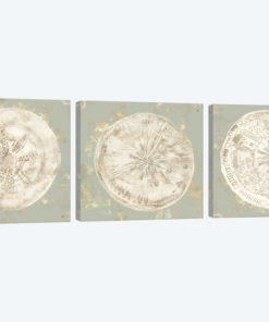 Cone Shells Triptych