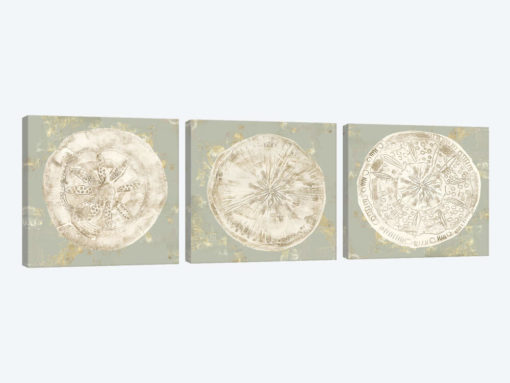 Cone Shells Triptych