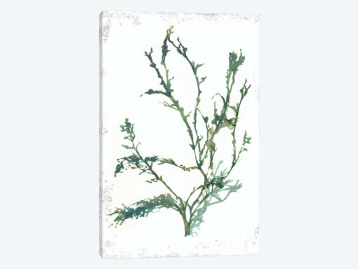 Emerald Coral IV