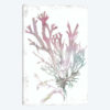 Pink Coral