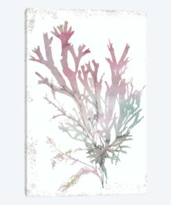 Pink Coral