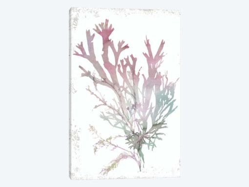 Pink Coral