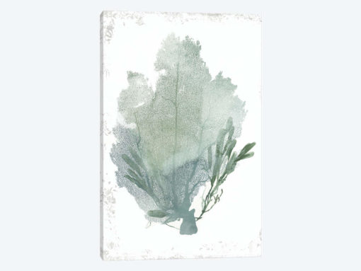Teal Delicate Coral I