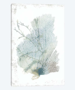 Teal Delicate Coral II