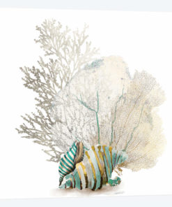 Coral II